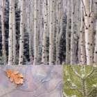 USA, Washington State, Seabeck. Collage of winter scenes. Art Print